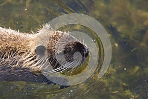 Otter in Richelieu, Indre-et-Loire