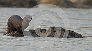 Otter on rocks in the Chobe River, Botswana