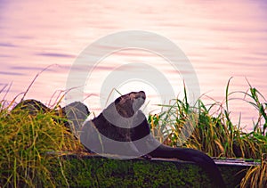 An otter scratching itself on a boat launch