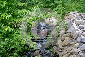 An otter in shallow water