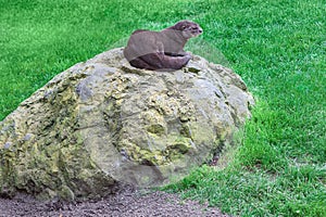 Otter sitting on a rock