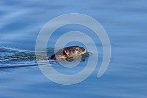 An Otter Smiwwing Above the Water
