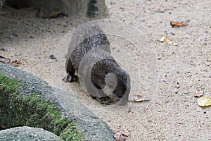 An otter sniffing on a sandy ground looking for food