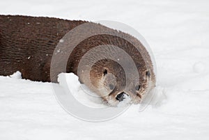 Otter in the snow