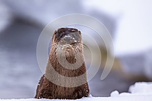 Otter on snow