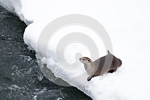 Otter on a snowy riverbank