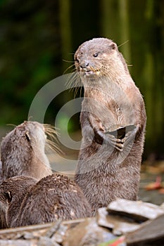 Otter standing up