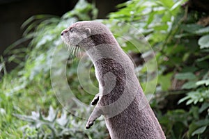 Otter standing up looking away