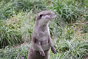 Otter standing up looking away from camera