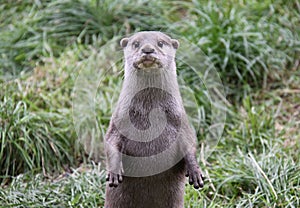 Otter standing up looking at camera