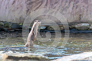 Nutria bastidores sobre el su piernas en piscina de Agua 