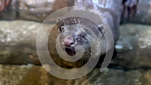 An otter stands in the water in its enclosure and makes loud vocalizations
