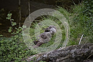 Otter suckles his thumb.