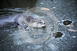 The Otter Swimming in Cold Water Partly Covered by Eis