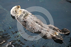 Otter swimming on its back.