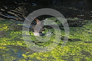 Otter swimming at Marwell zoo