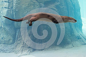 Otter swimming in water