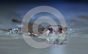 Otter swimming