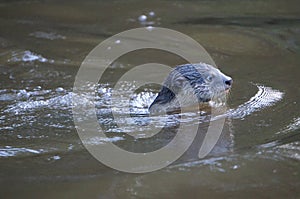 Otter swims