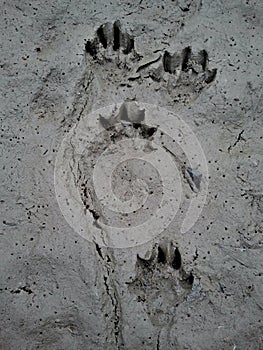 Otter tracks in mud