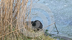 Otter walking to and diving into the water