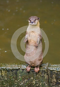 Otter by water photo