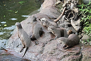 otter: Wet Asian small-clawed otters group