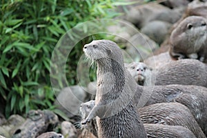 otter: Wet Asian small-clawed otters group