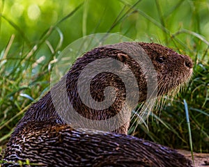 Otter in Wildpark Neuhaus