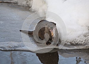 Otter in Winter