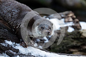 Otter in winter, with snow