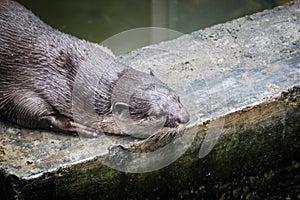 An otter at zoo in a sleepy mood