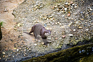 Otter in the Zoological Gardens in Berlin Germany and Aquarium