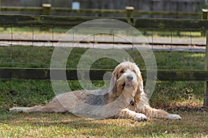 Otterhound lying down in field