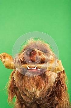 Otterhound With Rawhide Bone