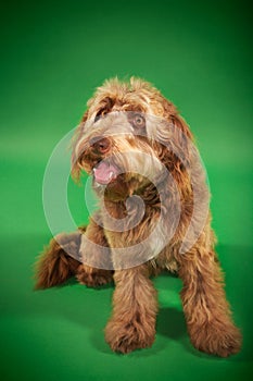 Otterhound sitting