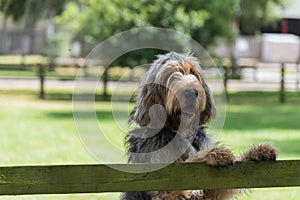 Otterhound standing with paws on fence