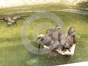 Otters