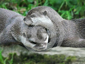 Otters photo