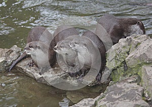 Otters