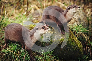 Otters