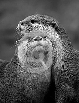 Otters photo