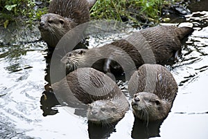 Otters