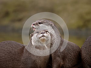 Otters photo