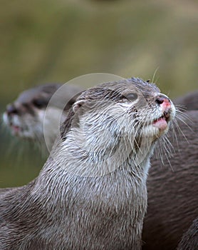 Otters photo