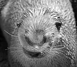 Otters are carnivorous mammals in the subfamily Lutrinae.