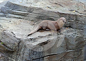 Otters are carnivorous mammals in the subfamily Lutrinae.