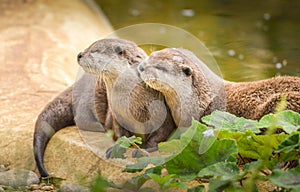 Otters at Cotswold Wildlife Park and Gardens