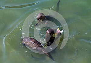 Otters eating fish