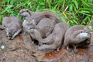 Otters